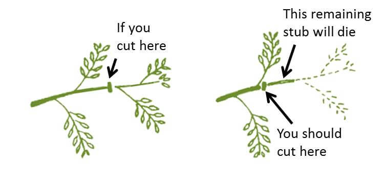basic pruning template for cutting back sage