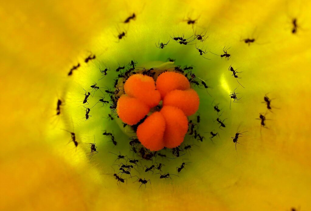 black ants sucking nectar from peonies