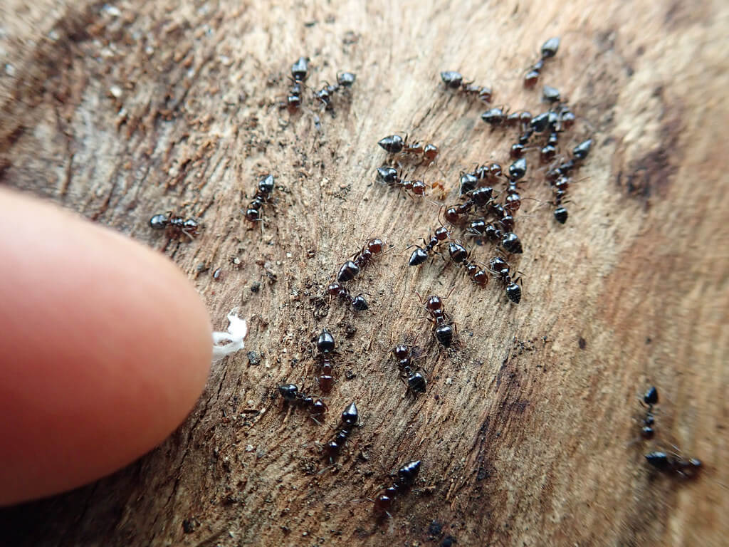 Black ant carrying organic material in a compost heap