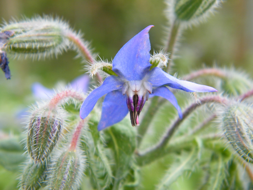 borage plant