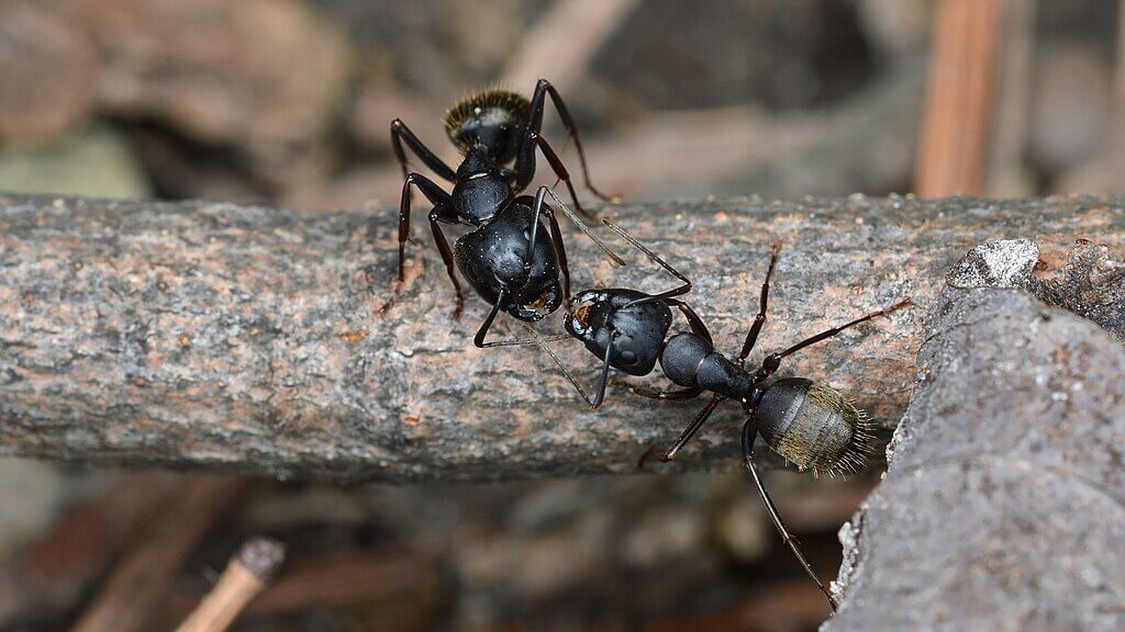 Carpenter ants on woody stem