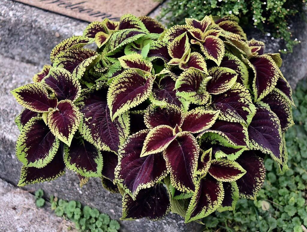 coleus plant care outdoors Coleus plants thriving in an outdoor shaded garden