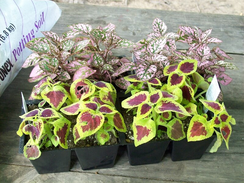 coleus propagate propagating coleus from stem cuttings in small pots
