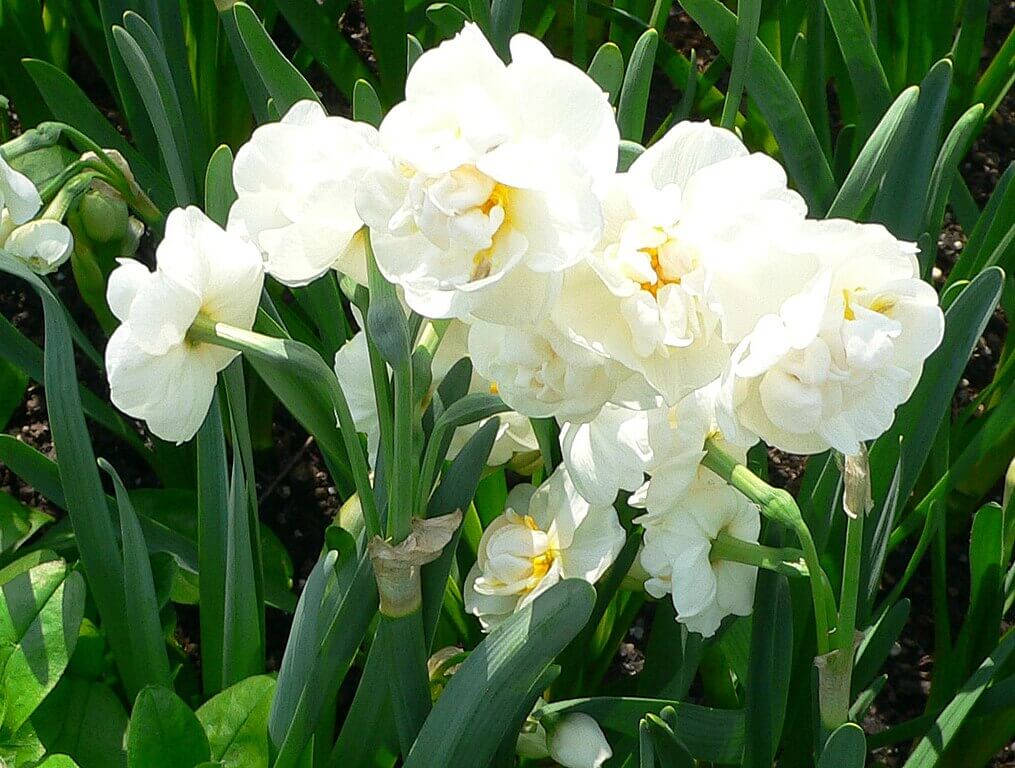 Healthy daffodils blooming in a spring garden with bright white petals