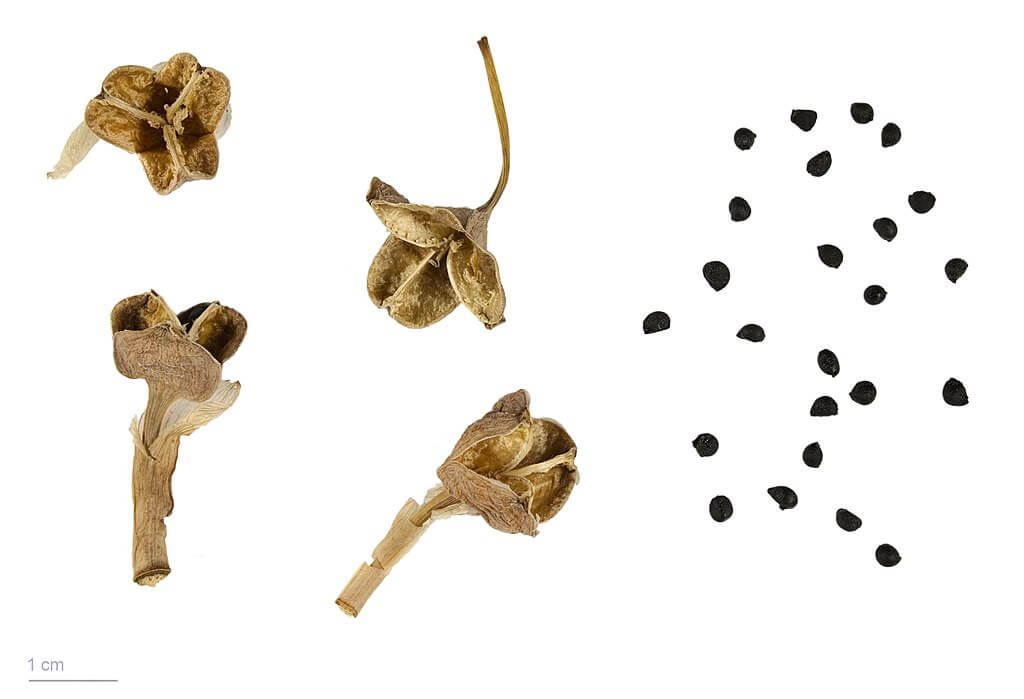 How to plant daffodil seeds in pots – step-by-step planting guide