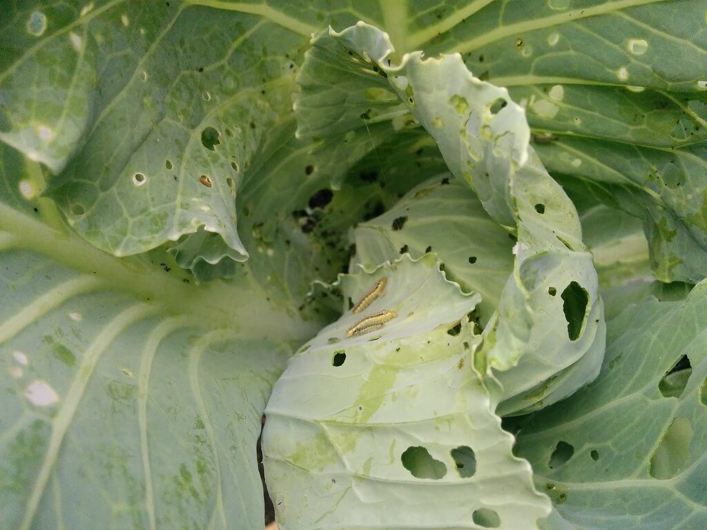 Cabbage worm damage on leaves with holes and green caterpillar droppings