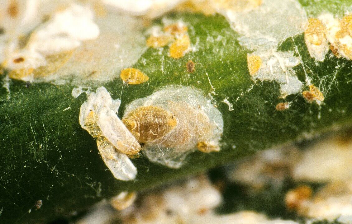 diaspididae on plants