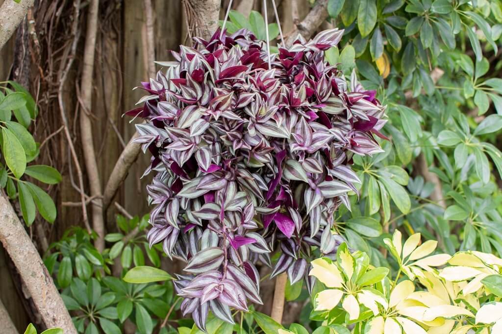 inch plant in hanging basket