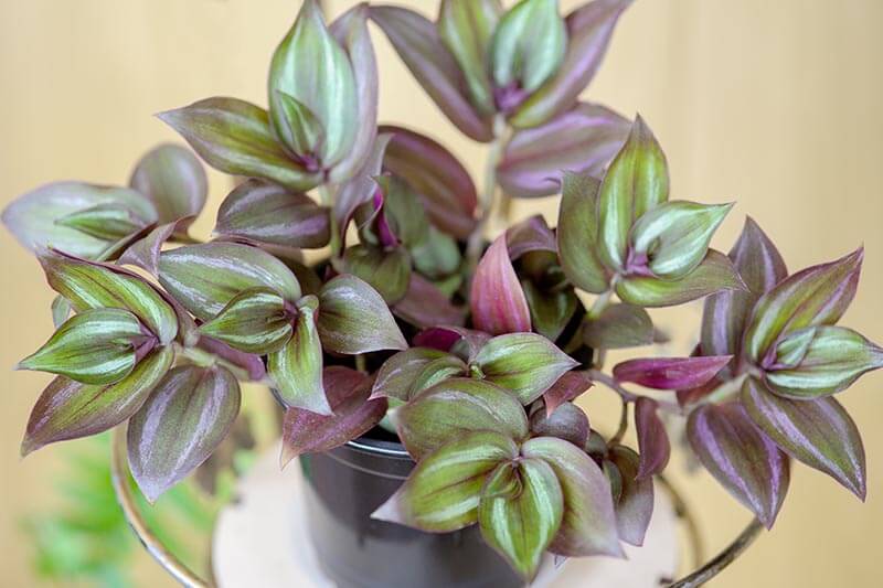 Healthy indoor inch plant with vibrant green and purple leaves in a plastic pot