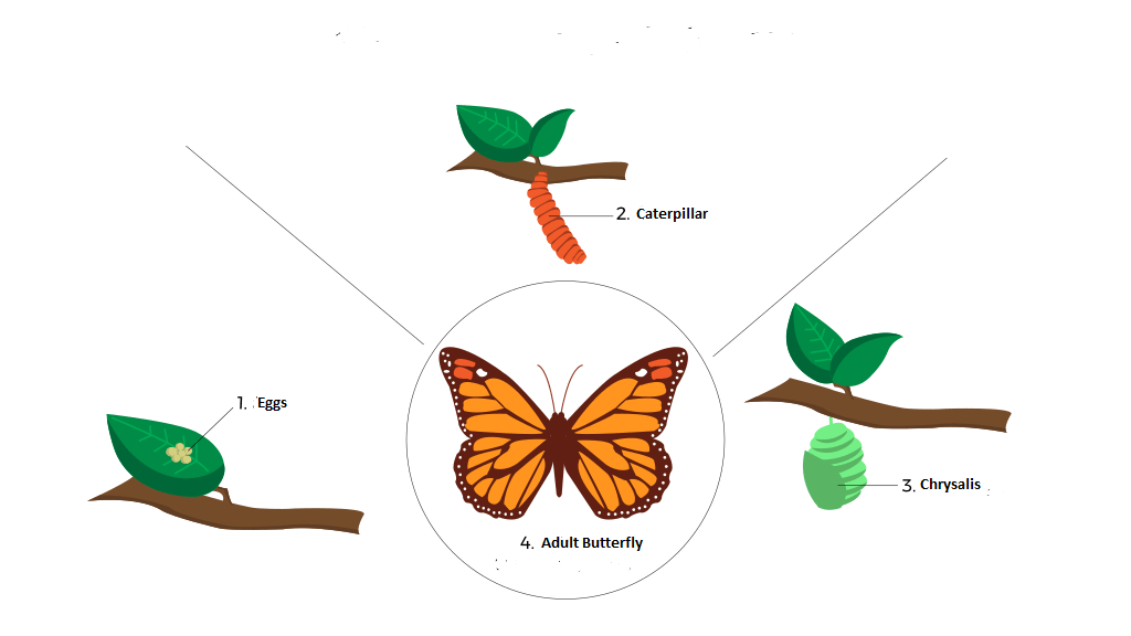 butterfly life cycle from egg to butterfly, including caterpillar stage