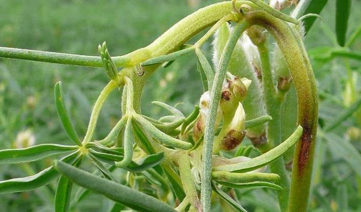 Lupin plant disease. Brown spot infected pods and stem