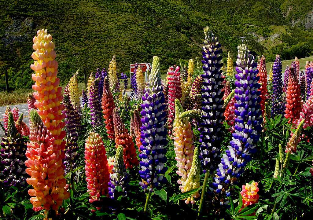 russell hybrid lupin plant attracting bees and butterflies in a field, perfect for pollinator gardens