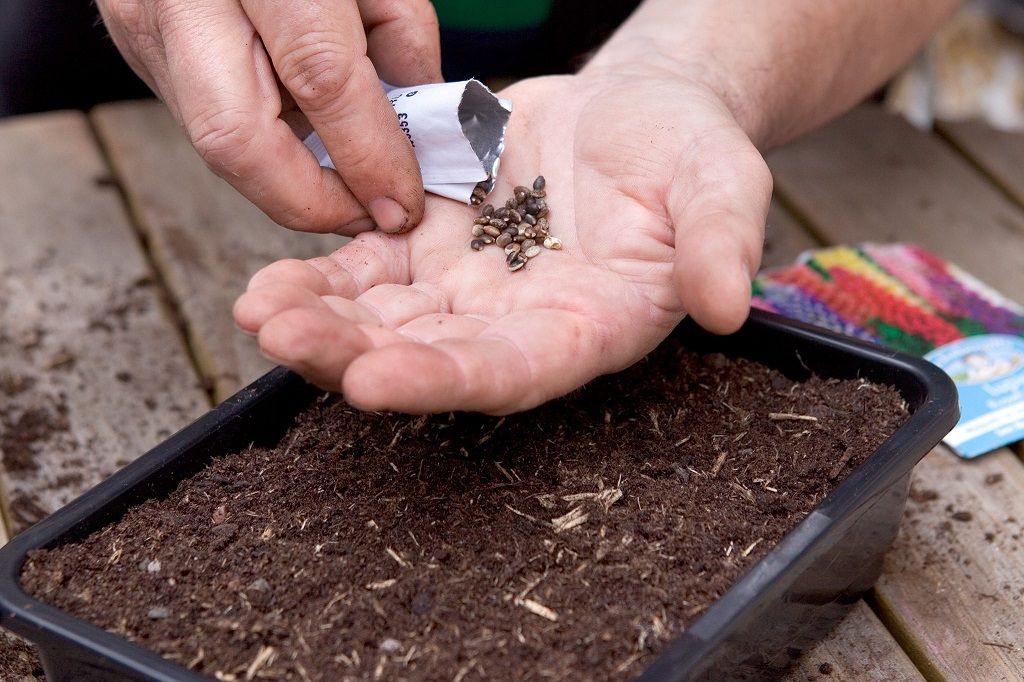 Planting lupin seeds in well-draining soil for successful growth