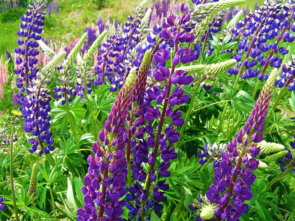 wild lupin plant attracting bees and butterflies in a field, perfect for pollinator gardens