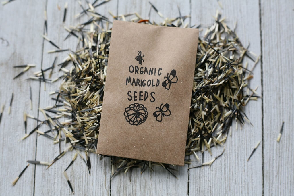 Marigold seeds about to be planted in pots for indoor germination