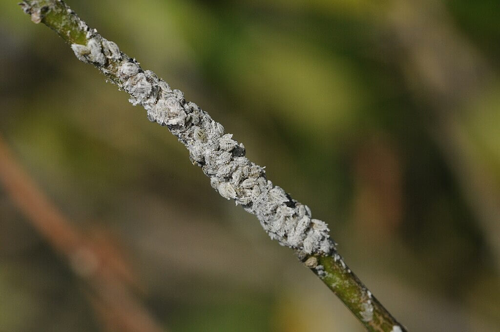 Mealybug infestation on plant stem