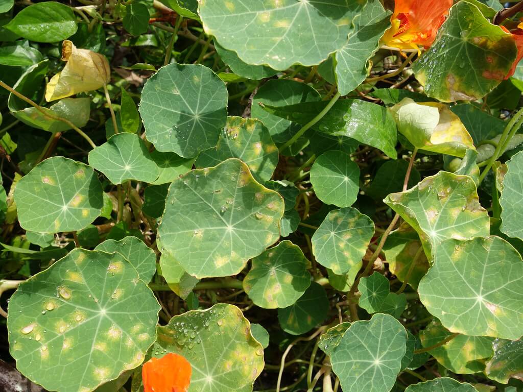 nasturtium leaves infested with powdery mildew and being treated by a gardener