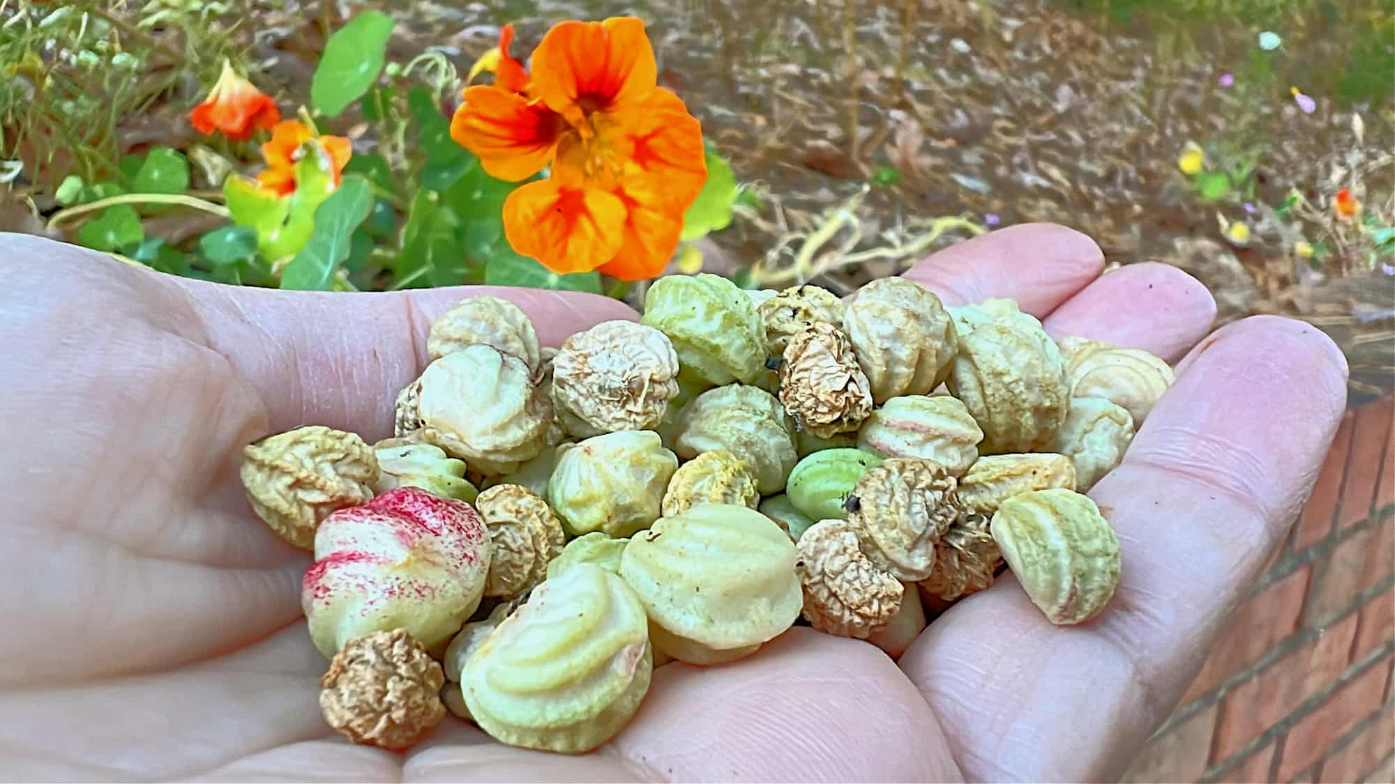 Harvesting round nasturtium seeds ready for planting