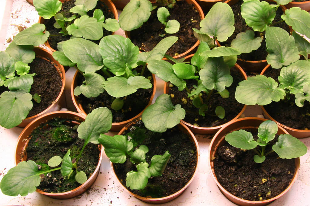 pansy seedlings growing in pots