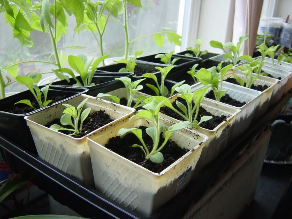 propagating petunias from cuttings – step-by-step guide to growing new plants