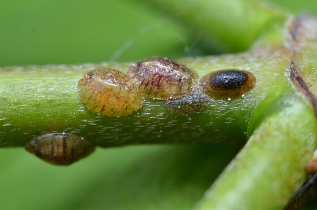 Identifying scales bugs on plants using its appearance
