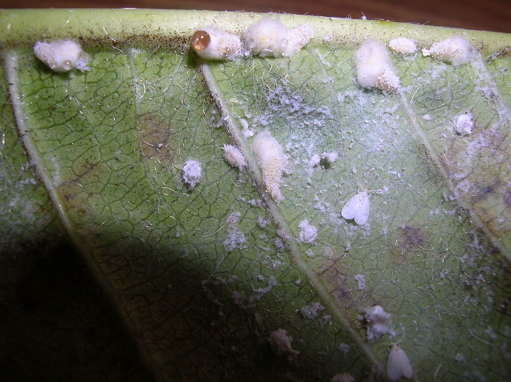 soft scale insect covered with white waxy coatings on leaf