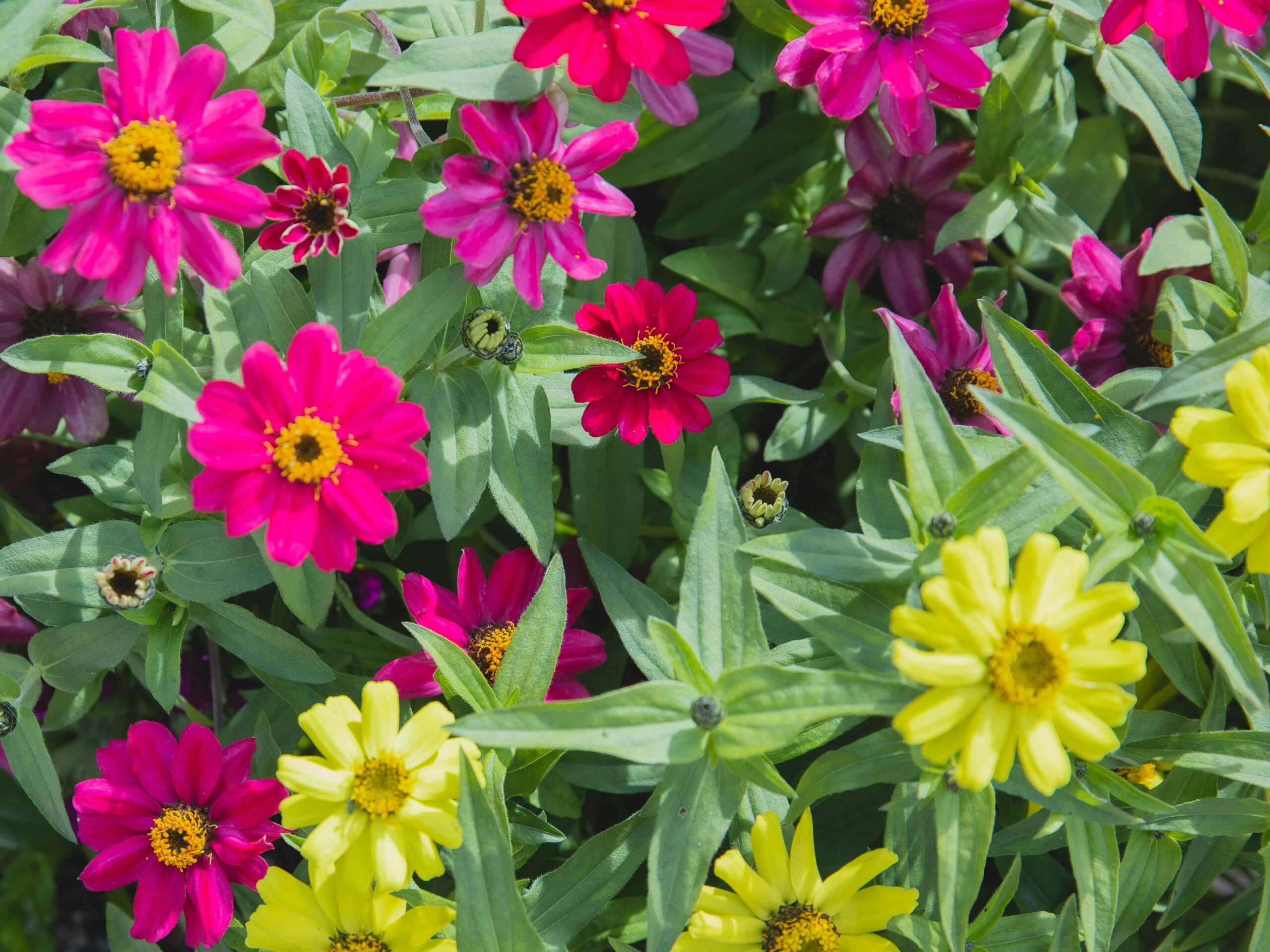 Close-up of zinnia flowers in full bloom showcasing vibrant colors in a sunny garden
