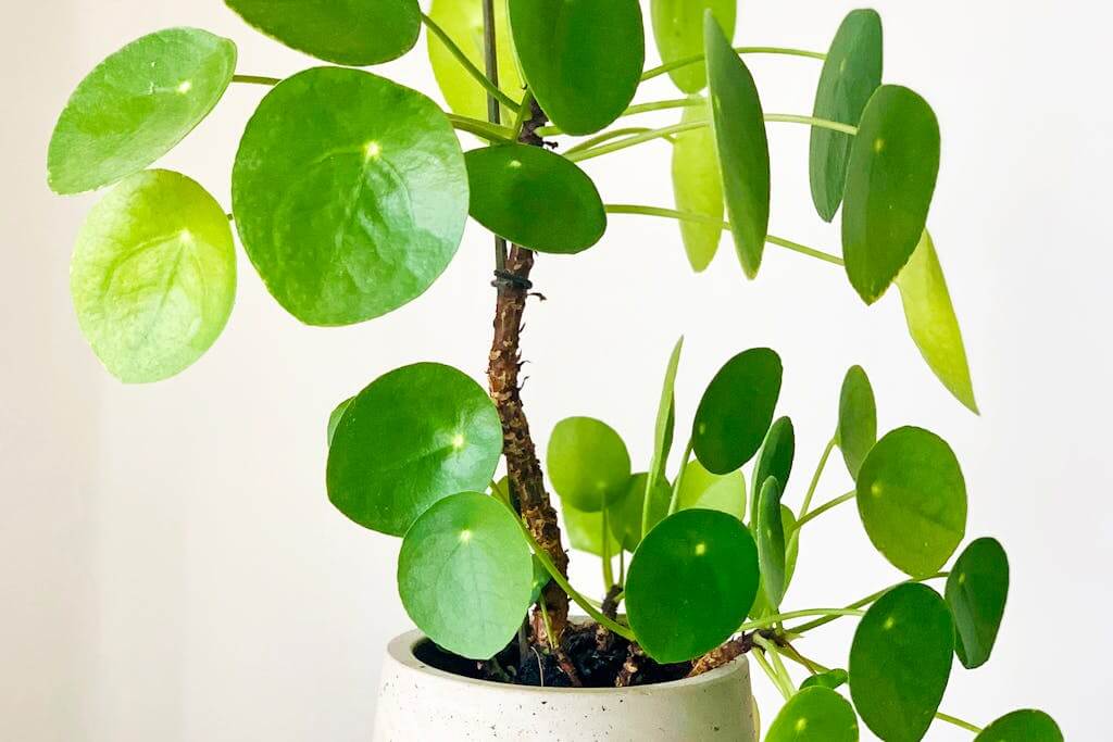 Healthy Pilea Peperomioides plant care tips for vibrant indoor growth