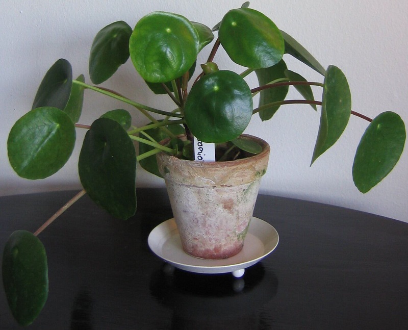 Pilea plant care in pots – stylish indoor plant display ideas