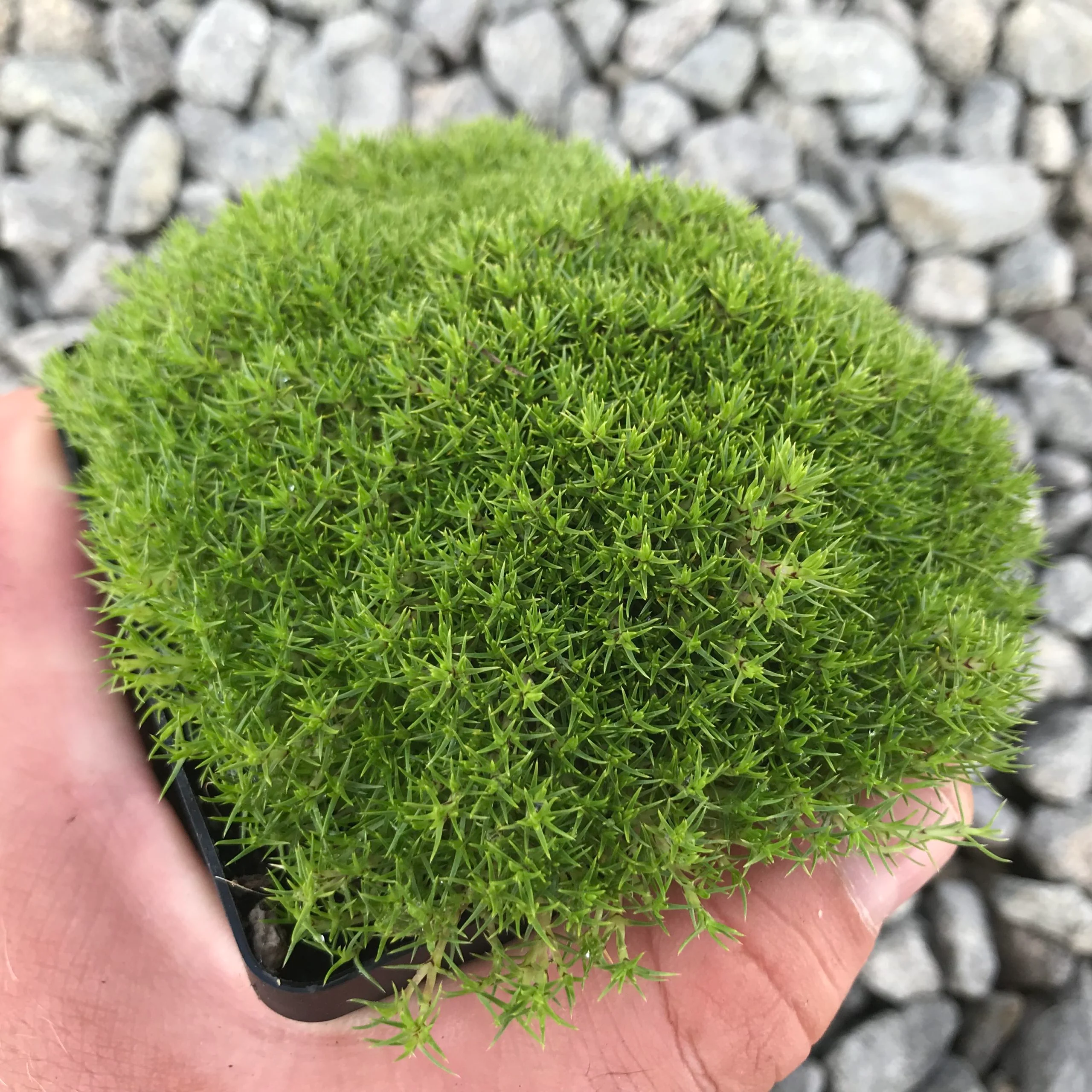 moss growing in nursery pot