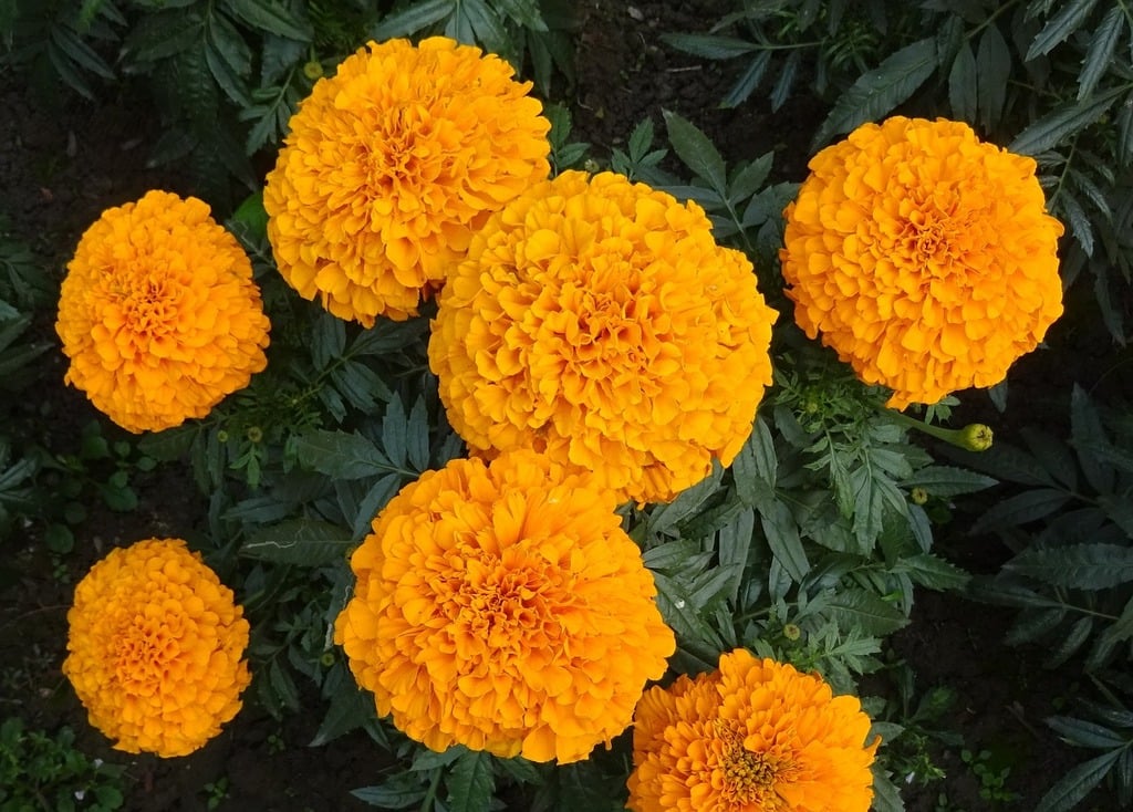 african marigold-flower-yellow in full bloom