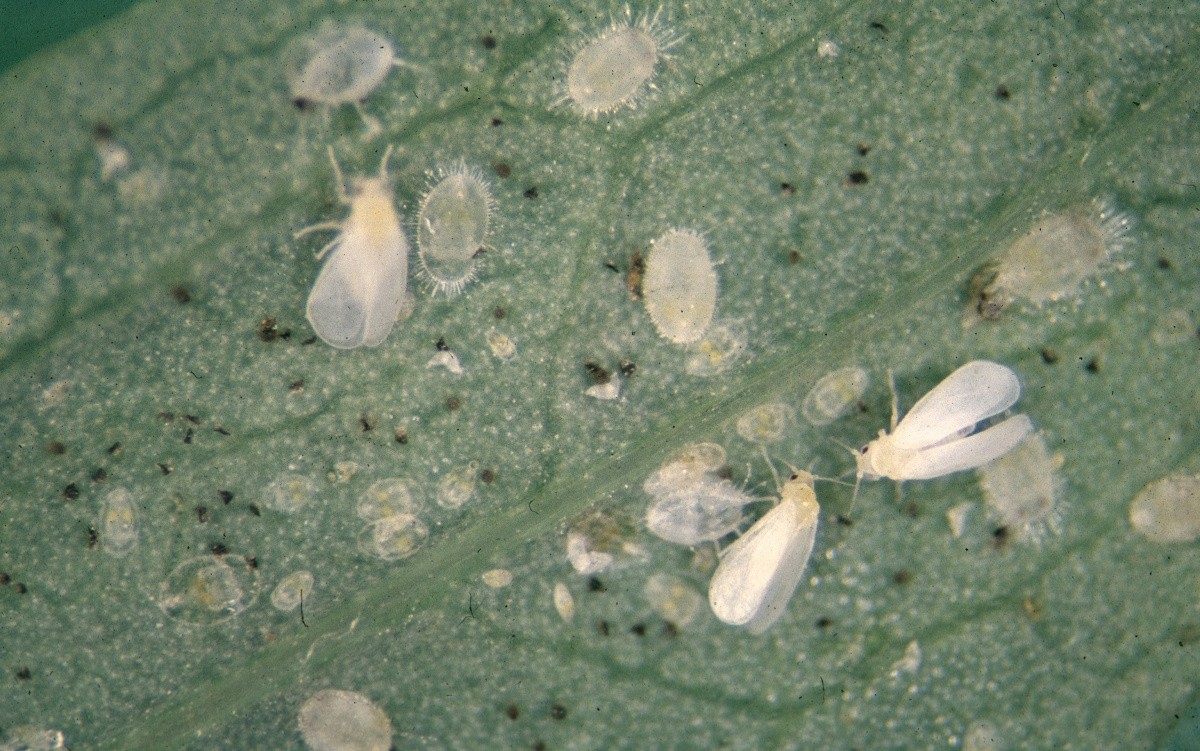 Greenhouse whitefly adult nymphs leaf infected with whiteflies