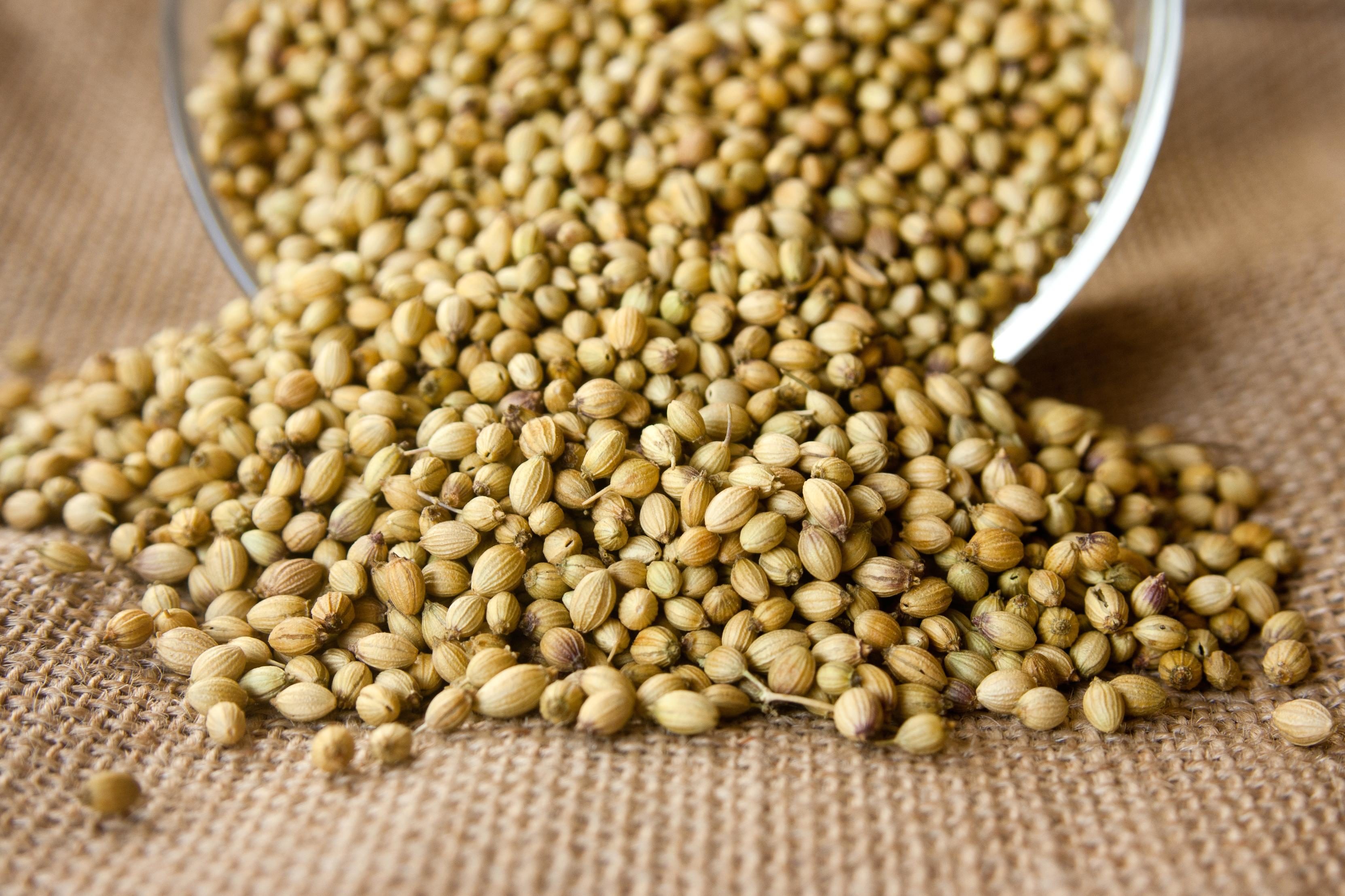 coriander, seeds growing cilantro, coriander, seeds