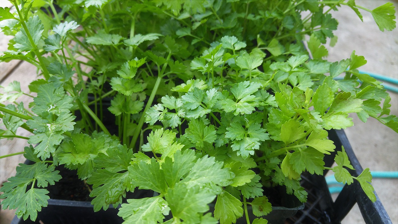cilantro-plant-thinning how to grow cilantro from seed to maturity