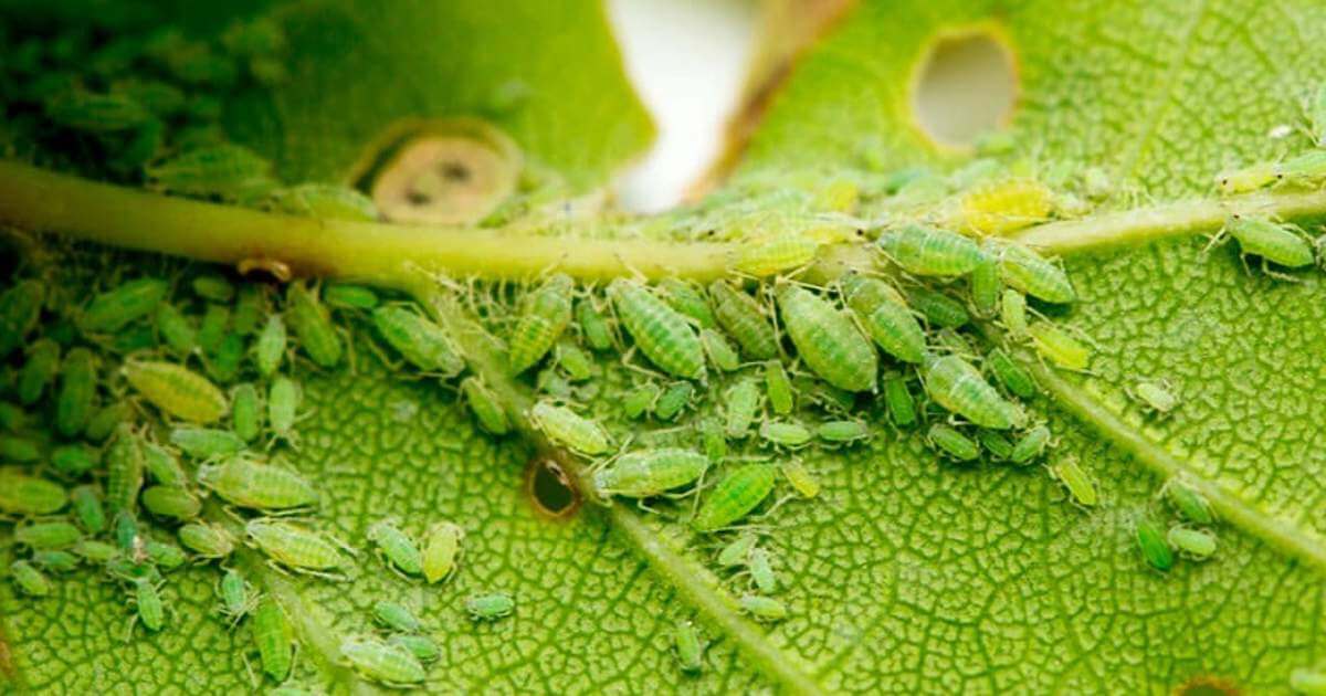 green aphids green aphids clustered underneath the leaf stalk