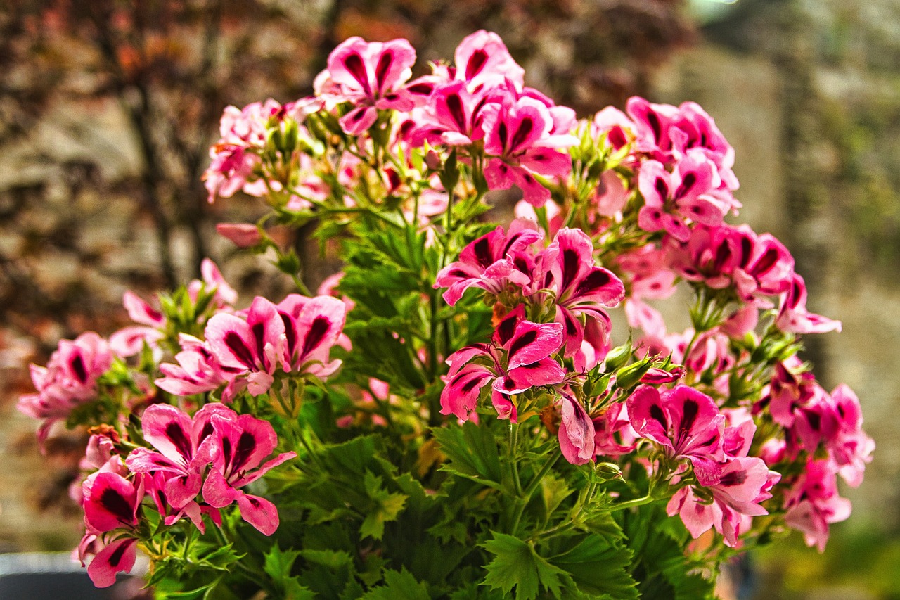 scented-geraniums Scented red geraniums with dark accents and a wonderful floral scent
