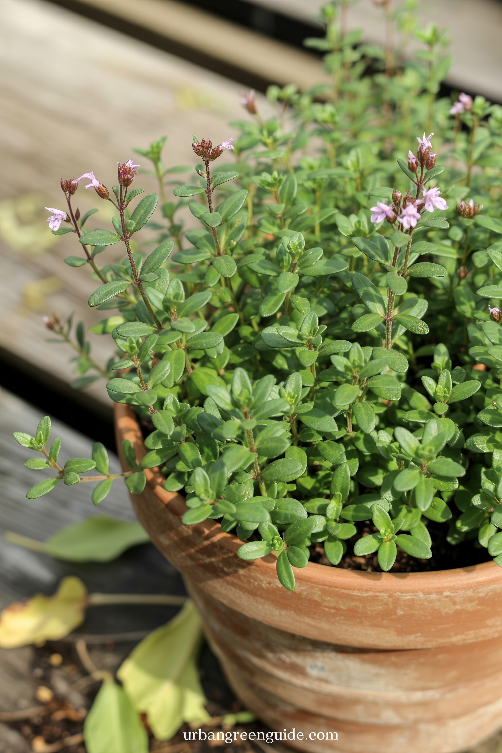 vibrant green thyme growing in a rustic terracotta pot
