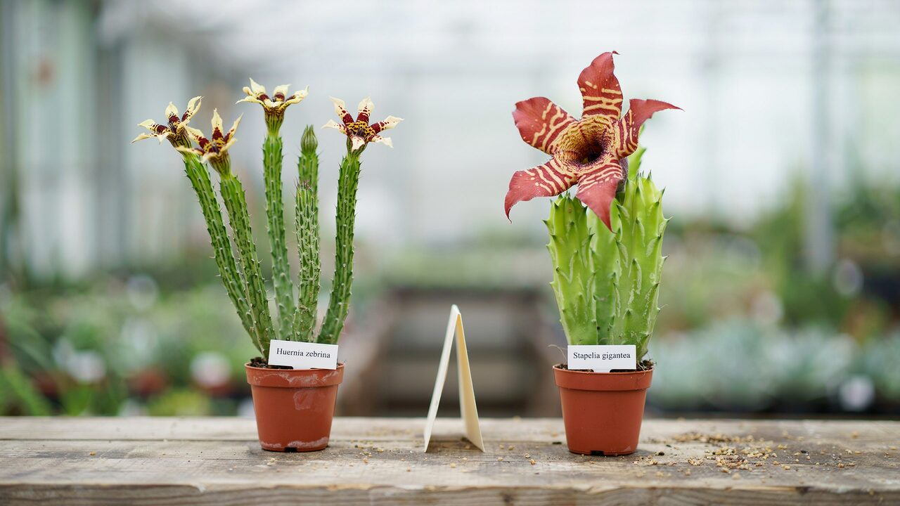 Huernia plant with flower left small one inch vs Stapelia gigantea flower