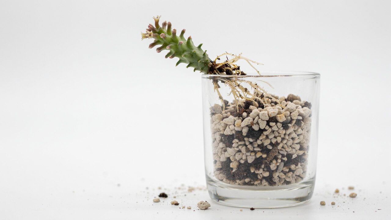 Healthy white roots growing from a Huernia succulent cutting propagated in pumice