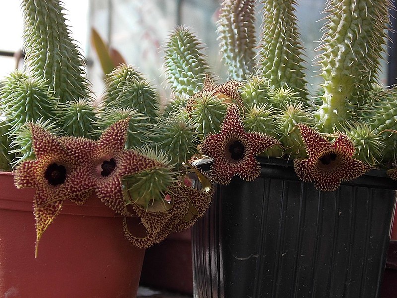 Toothy Stems and Star-Shaped Flowers