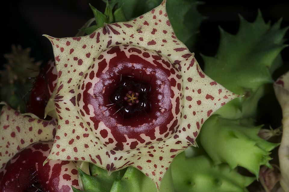 Huernia Succulents Blooming in Pots