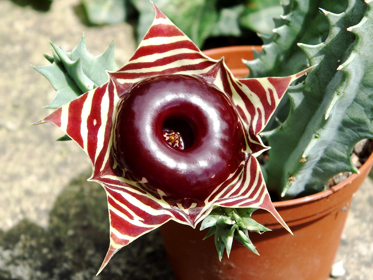Growing Huernia succulents, a quirky Lifesaver Plant