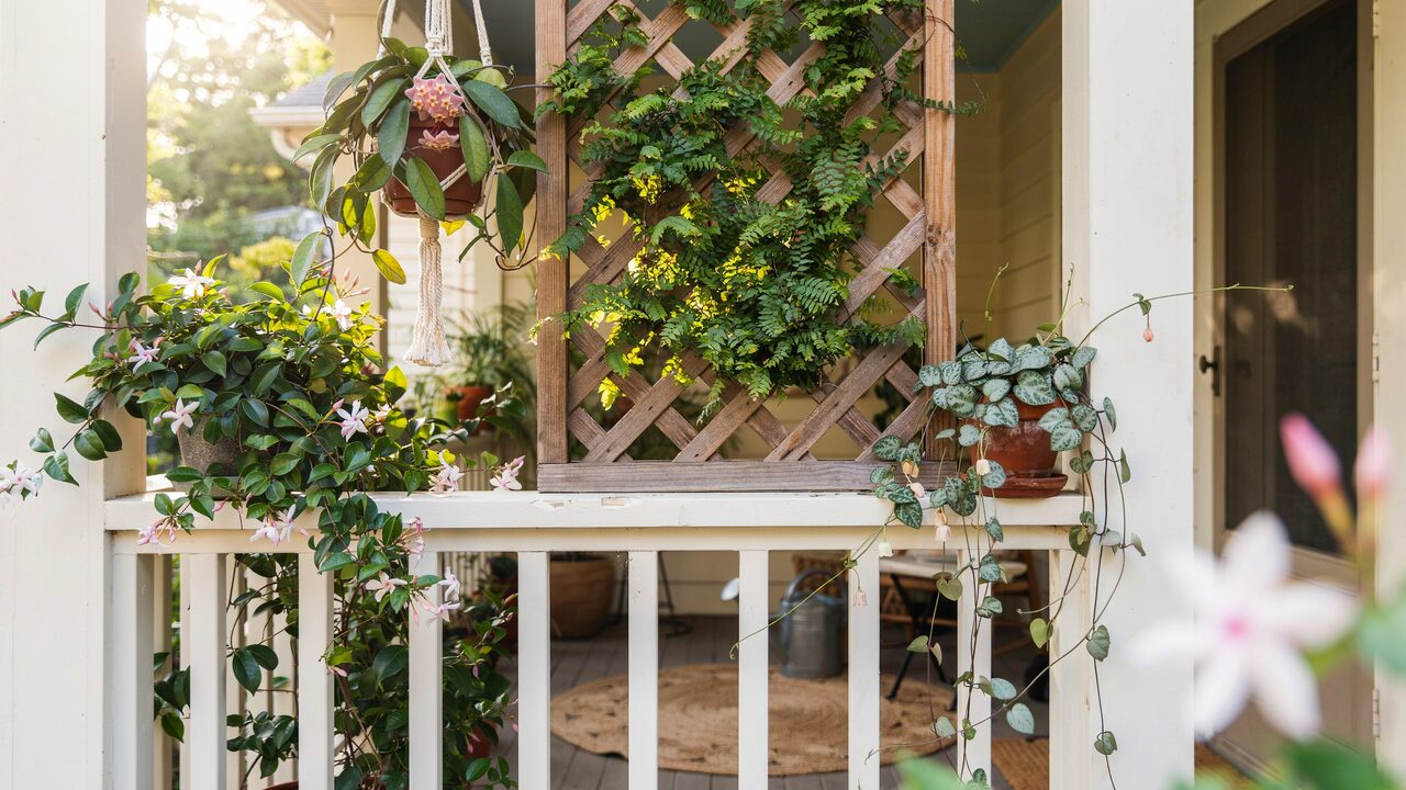 Best Indoor Climbing Plants for Small Trellises