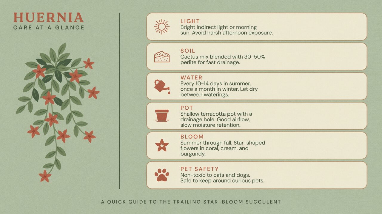 Printable Huernia succulent care chart light soil water pot bloom time and pet safety