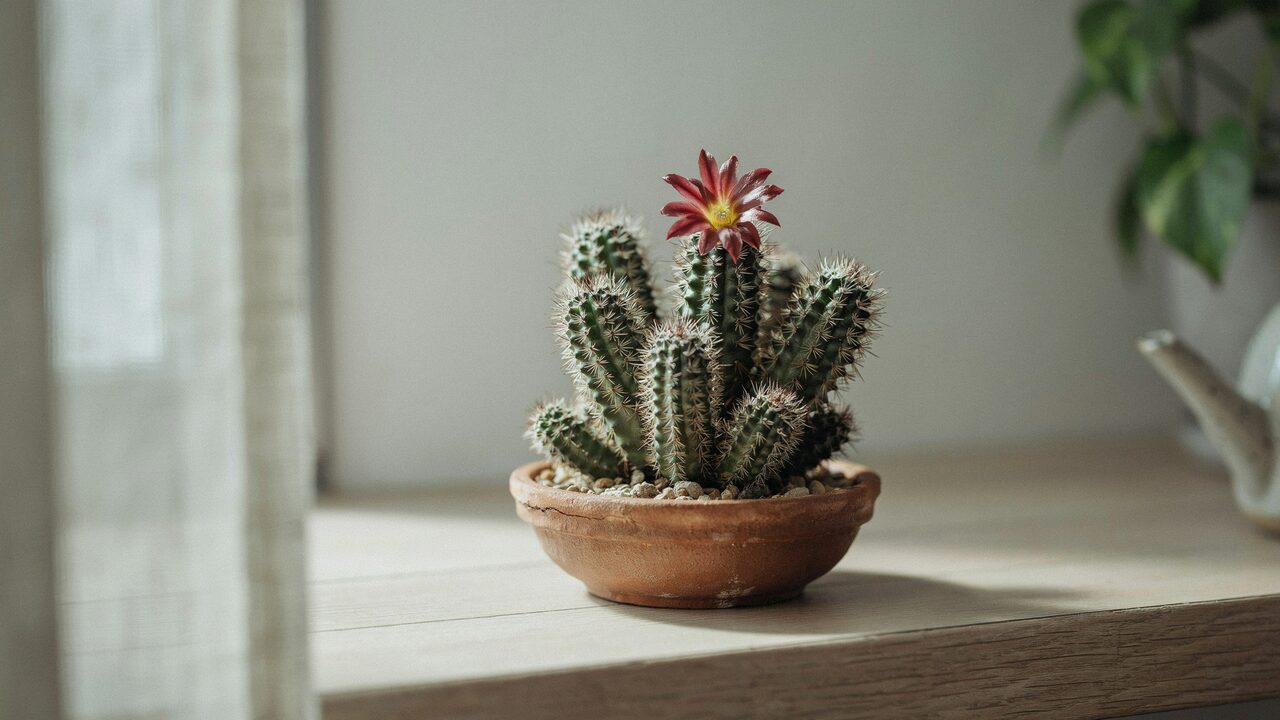 Shallow terracotta pot with drainage hole and well draining succulent soil mix for Huernia