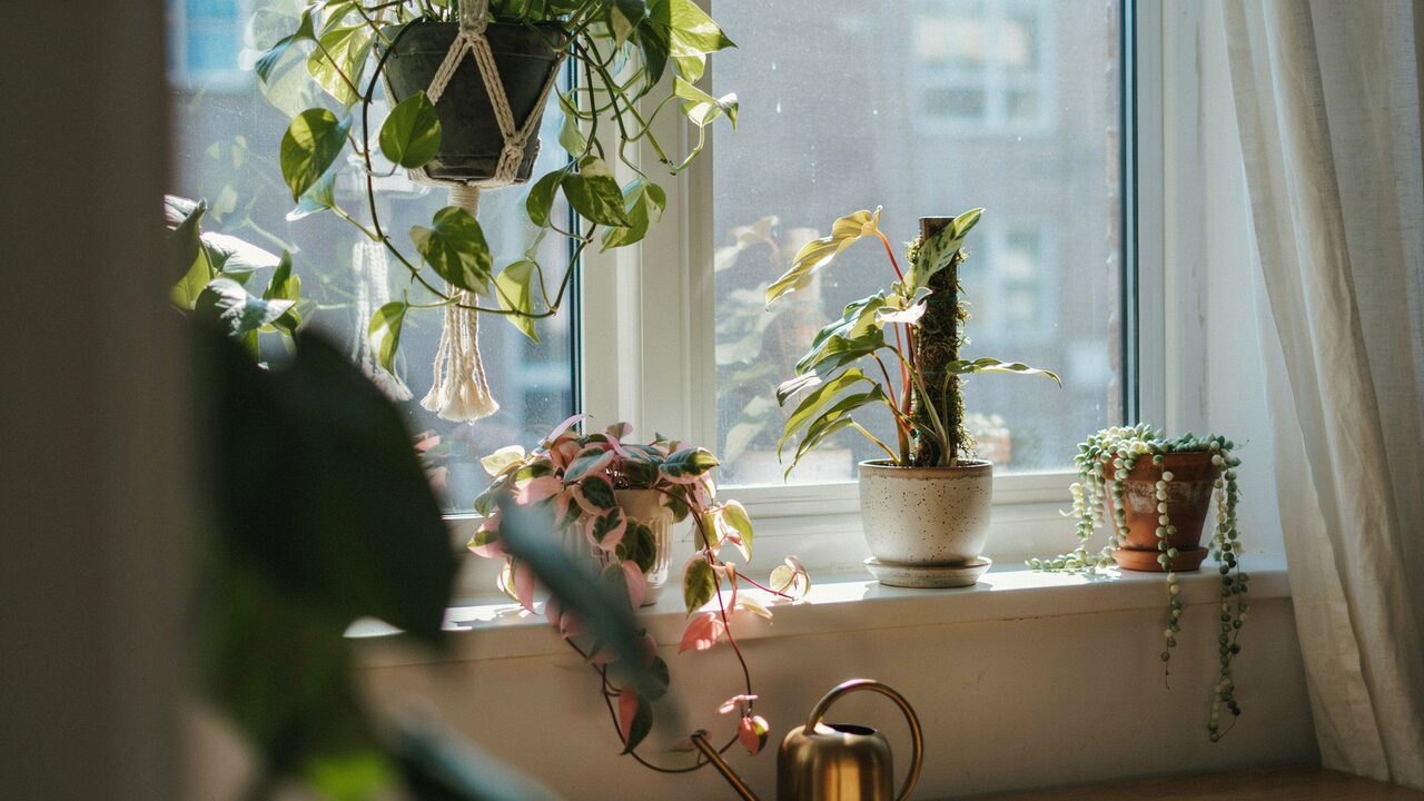 Variegated climbing indoor plants