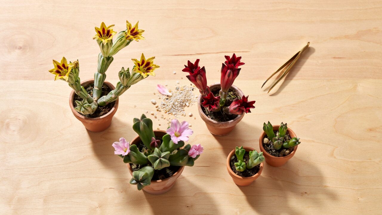 Collection of different Huernia succulent varieties zebrina schneideriana and macrocarpa in terracotta pots