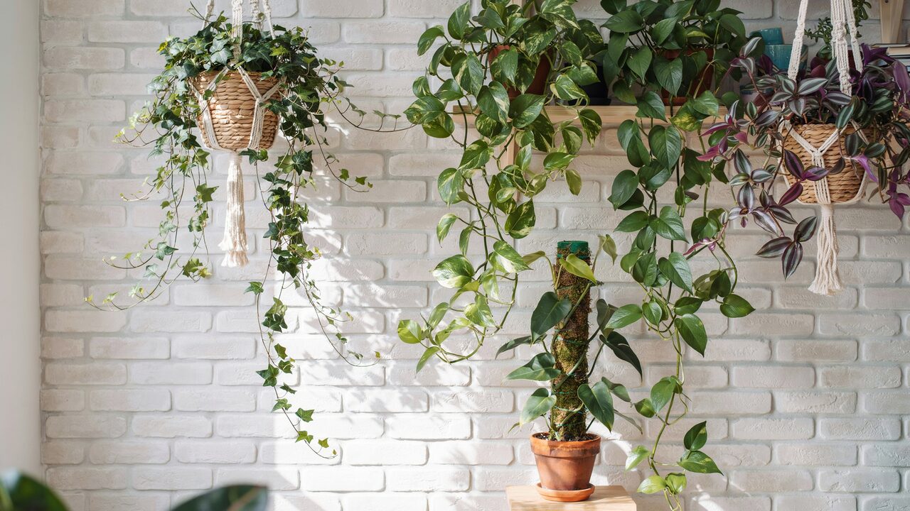 fast growing climbing house plants