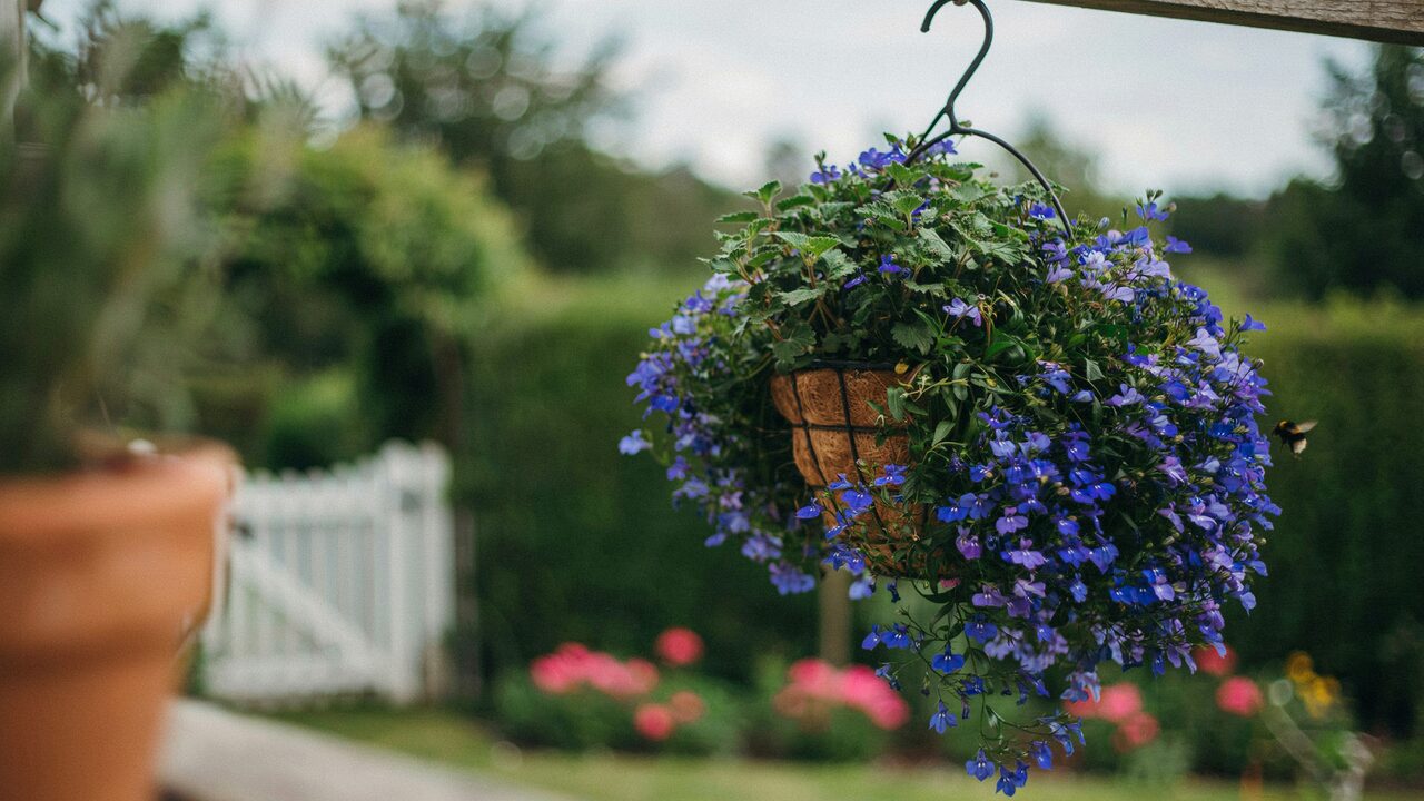lobelia flowering in hanging basket